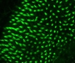 Unique combination of transcription factors trigger cell regeneration in zebrafish