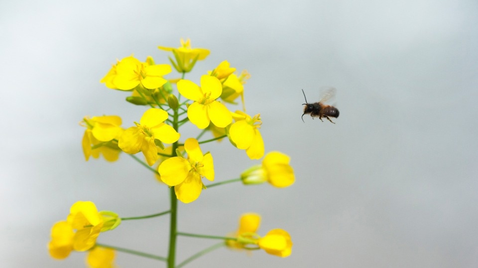 Clothianidin affects bee behavior and pollination performance