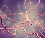 Novel molecular mechanism of focal adhesion kinase inhibition in HD
