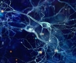 A new holographic microscope developed to observe neural networks in brain