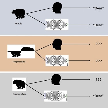 DCNNs are insensitive to object configuration