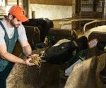 Rumen-protected lysine improves uterine health