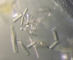 Soil viruses contribute auxiliary functions to their hosts
