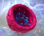Understanding the structure of the nucleus inside a cell using mathematics