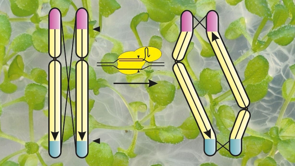 Chromosome restructuring suppresses meiotic recombination