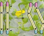 Chromosome restructuring suppresses meiotic recombination