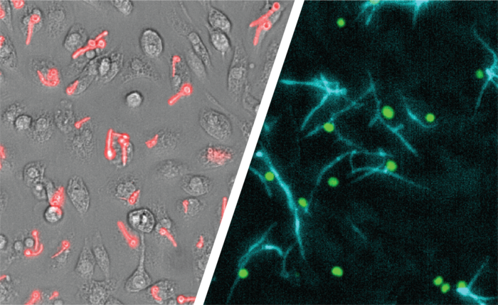 New imaging technologies to evade immune responses of Candida albicans