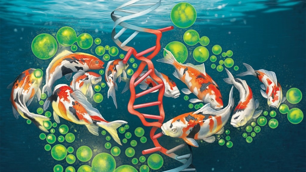 Carp virus provides significant insights into immunology