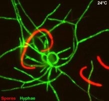 The master regulator behind the fungal infection of wheat identified