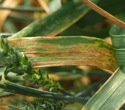 The master regulator behind the fungal infection of wheat identified