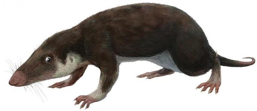 Genome of the earliest common ancestor of all mammals identified