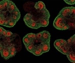 New guidelines to generate high-quality, well-structured organoids