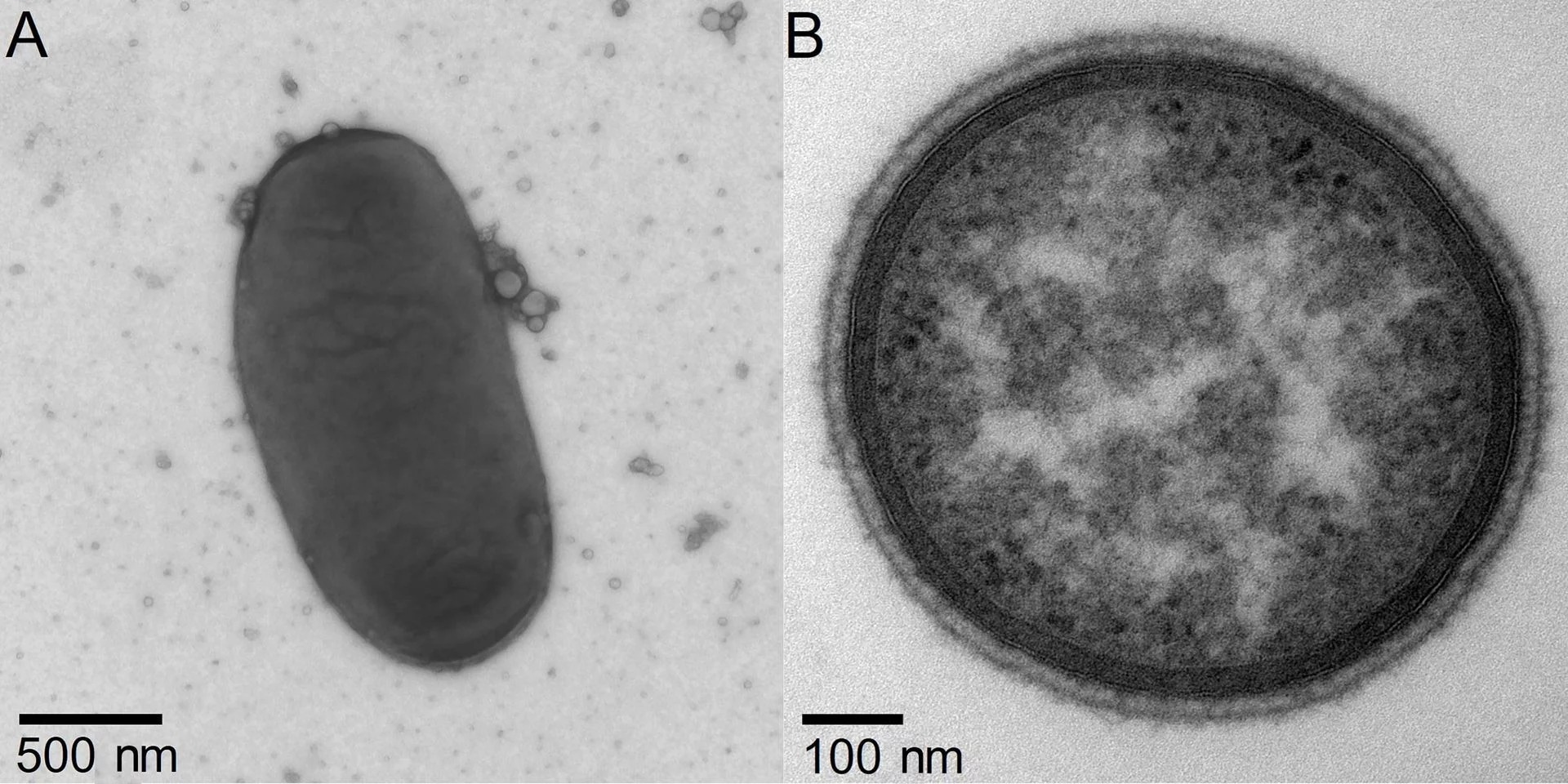 Newly isolated Bacteroides likely to be present in mammals beyond mice