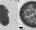 Newly isolated Bacteroides likely to be present in mammals beyond mice