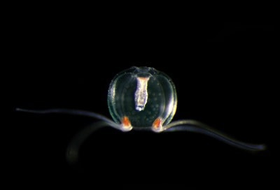 Visualizing subcellular structures with the aid of a brilliant fluorescent protein