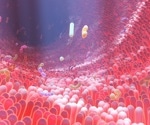 Microbiome manipulation to prevent and cure diseases
