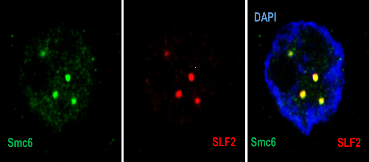 Research team outlines three-step technique that lets human body defend against Hep B