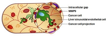 The strategy used by metastatic cancer cells to invade the liver is identified