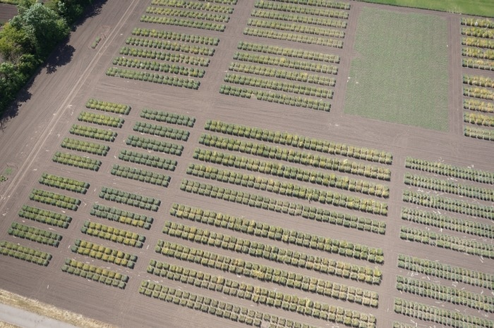 Genomics-informed pre-breeding strategy for wheat improvement