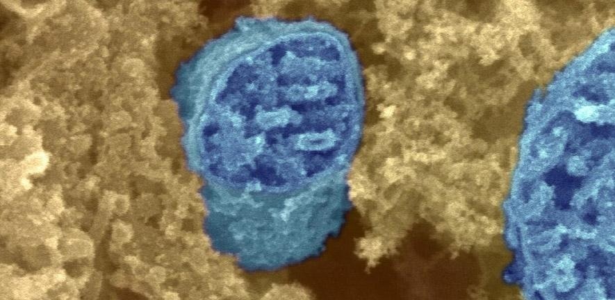 New insight into human genome evolution