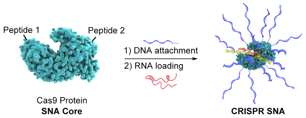 Broadening the scope of CRISPR-Cas9 genome editing systems