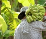 Insights into the evolution of banana domestication