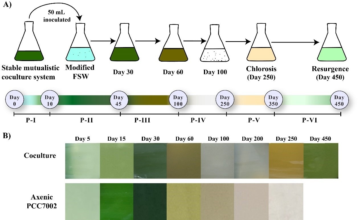 The role of bacteria in preserving marine phytoplankton