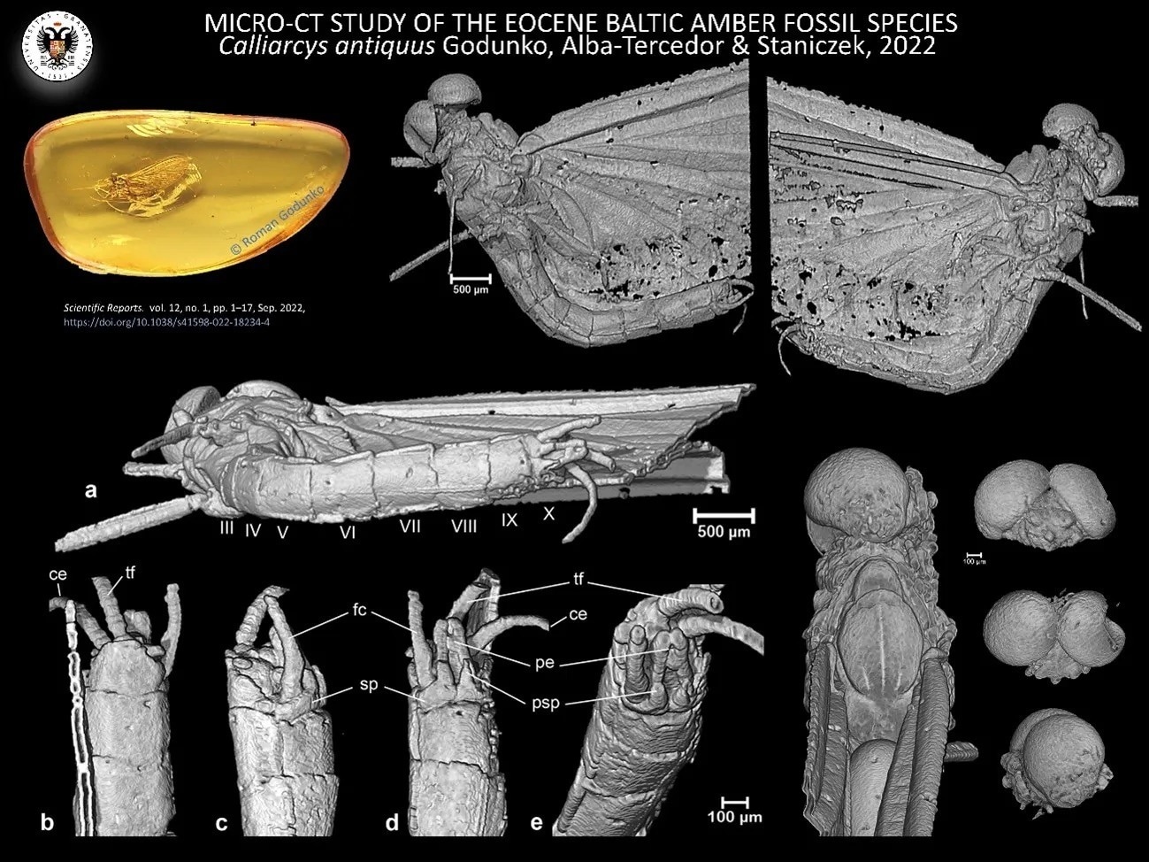 Research team discovers “trapped” unknown insect genus