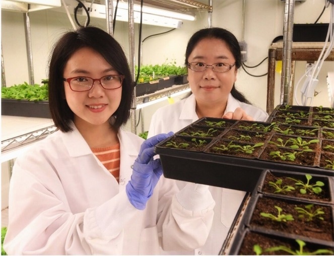 The influence of fatty acid metabolism on plant immunity