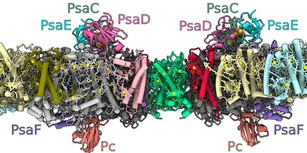 Molecular insights into the photosynthesis process