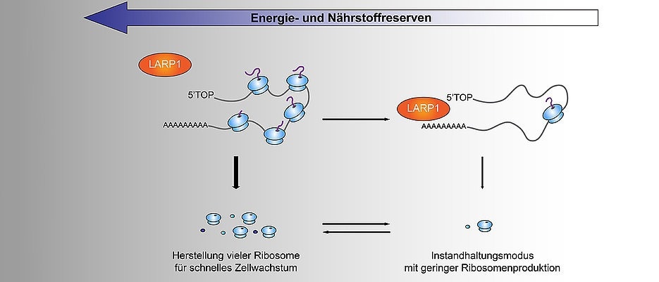 The ability of cells to adjust their growth to changing environmental conditions