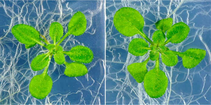Role of hormones and their receptors in the plant stress response