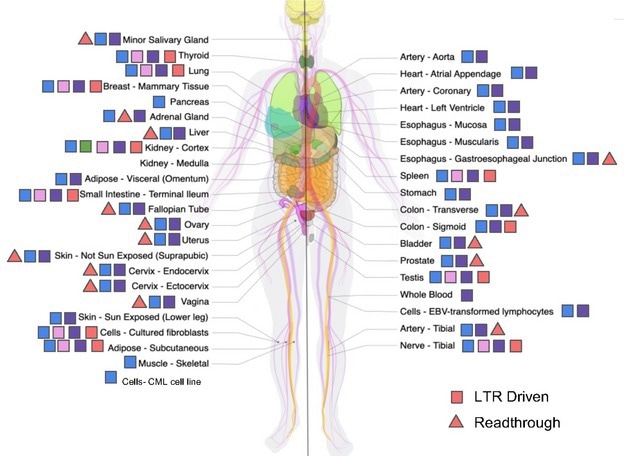 All normal human tissues express remnants of widespread retrovirus