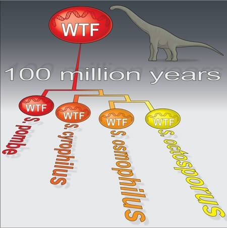 Meiotic drive systems can be maintained for long evolutionary timespans