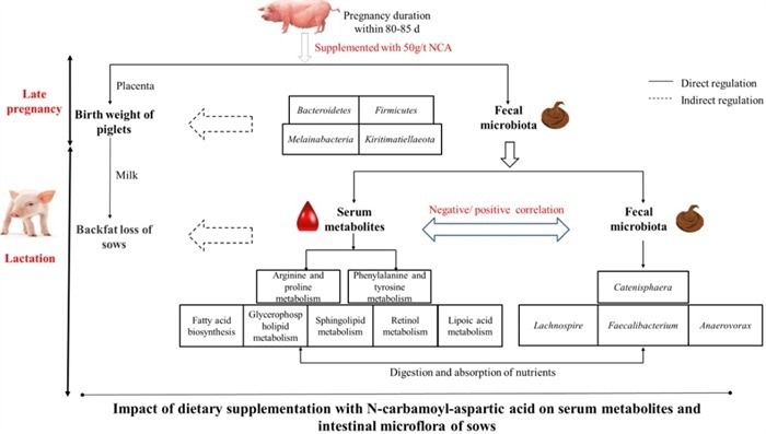 A new outlook on sow breeding using dietary nucleotides