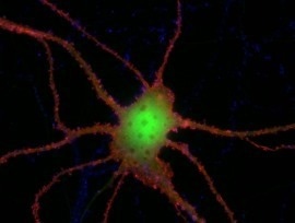 Many proteins share important roles in the formation and function of synapses, study finds