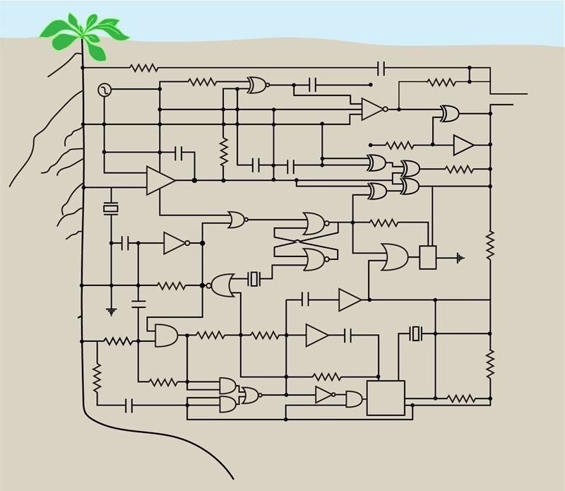 Plant root reprogramming via synthetic genetic circuits
