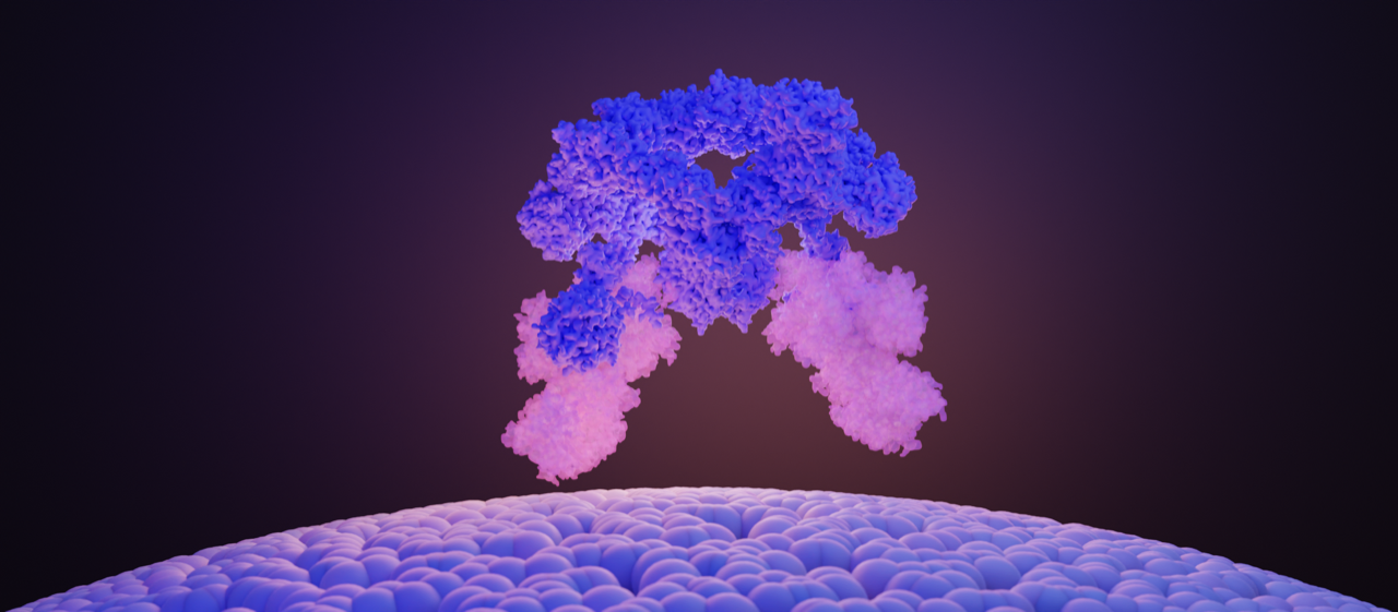 Identifying the structure of the SEA complex