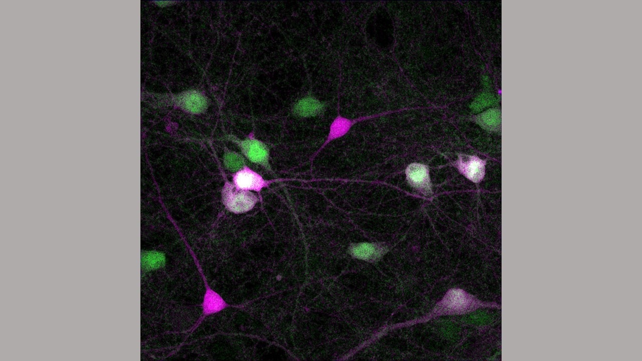 New tool advances potential means to deliver gene therapy
