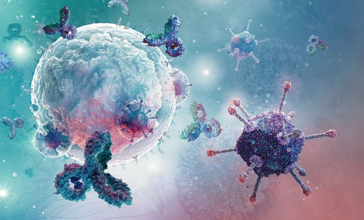 Genetic timestamping tracks the fate of plasma cells over time