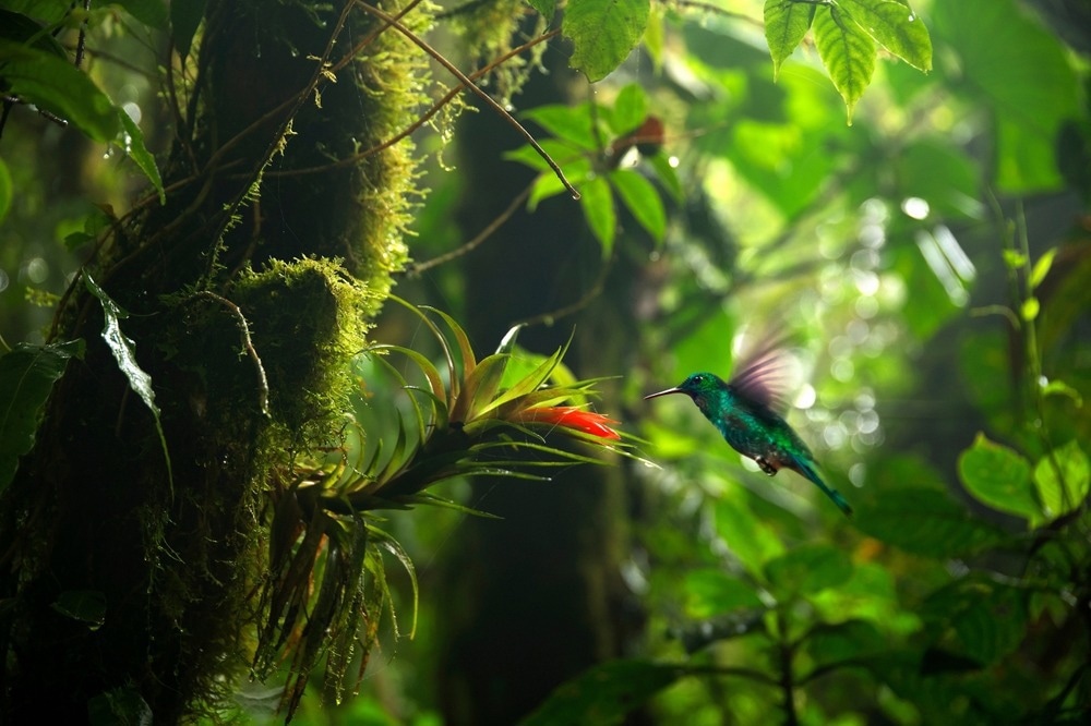 Hummingbird with Plants
