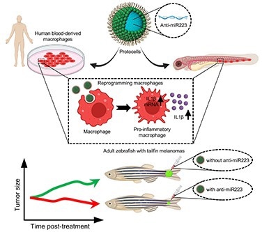 New approach to clear early stage pre-cancerous tumor cells