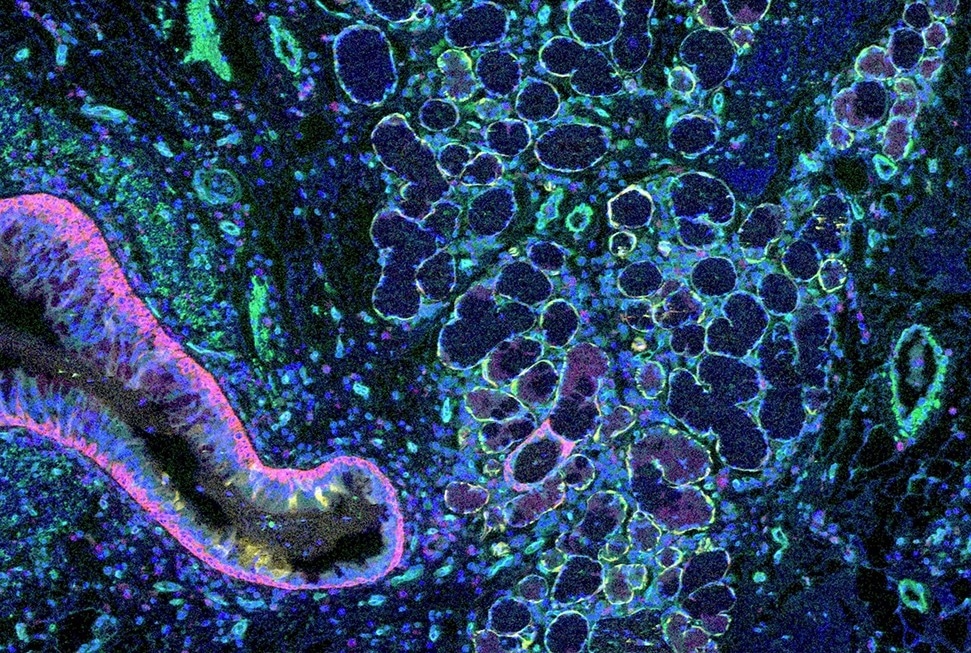 Quantifying microanatomical tissue structures without human intervention