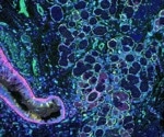 Quantifying microanatomical tissue structures without human intervention