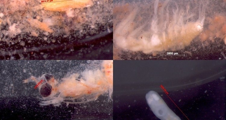Combination of microscopy and DNA analysis yields new insights into polar cod’s diet