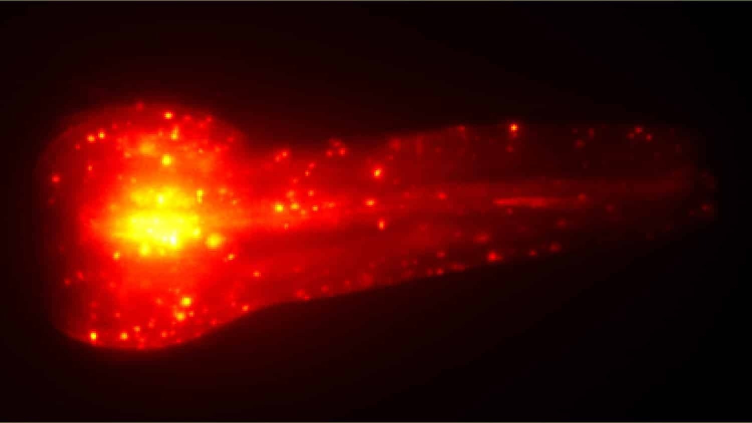 Novel technique expedites research into the genetics of aging