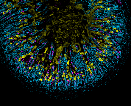The primary functions of innate immune cells