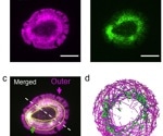 Actin serves as catalyst for shaping the cells