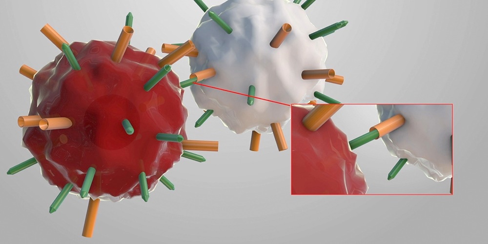Uncovering a cell-intrinsic mechanism to regulate cell population sizes