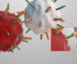 Uncovering a cell-intrinsic mechanism to regulate cell population sizes
